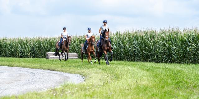 3 paarden op traject