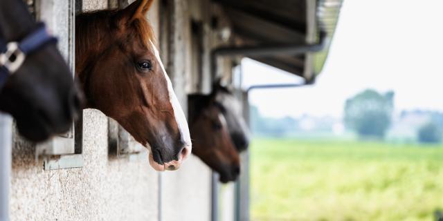 paarden met hoofd naar buiten