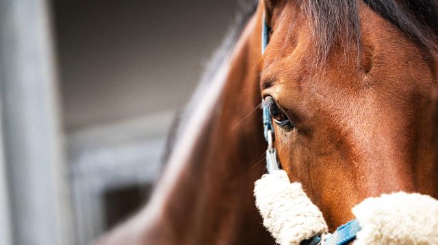 close up van paard met wollen halster