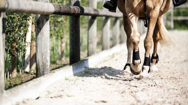 voetjes van paard